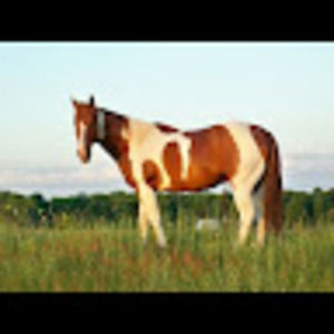 Meet your Posher, Pamela